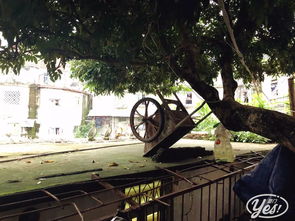 仙岳村 在豪宅與別墅之間,藏著一個 被折疊的廈門