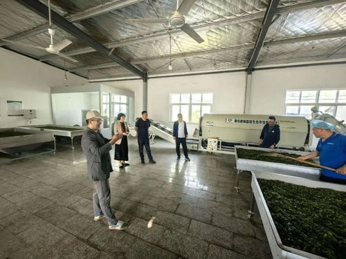 青島市首家 我區兩家茶企產品榮獲生態低碳茶認證